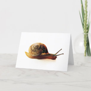 Snail Holiday Card