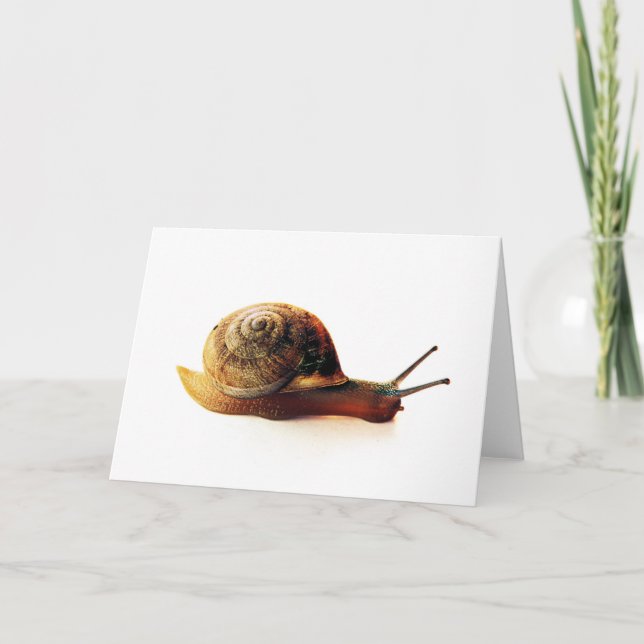 Snail Holiday Card (Front)