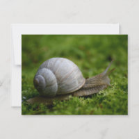 Snail in Vegetation