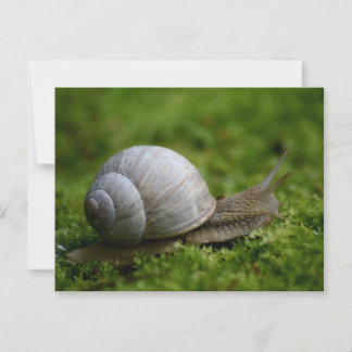 Snail in Vegetation Postcard