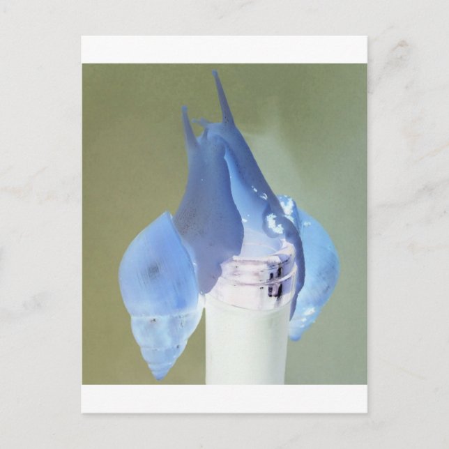 Snail love postcard (Front)