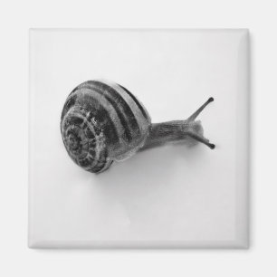 Snail Magnet