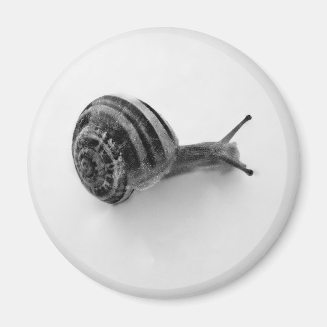 Snail Magnet (Front)