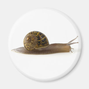 snail magnet