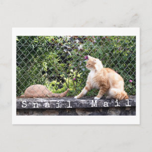 Snail Mail Cat Postcard