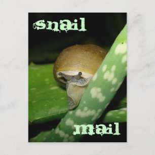 Snail mail postcard