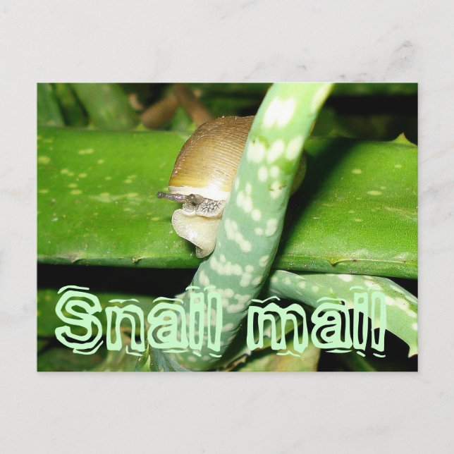 Snail mail postcard (Front)
