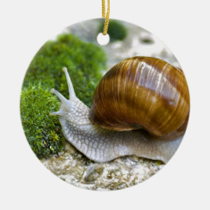 Snail of Burgundy Ceramic Tree Decoration