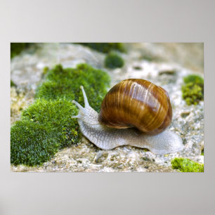 Snail of Burgundy Poster