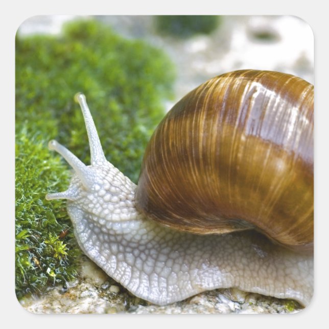 Snail of Burgundy Square Sticker (Front)