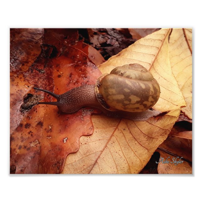 Snail on a Mission Photo Print (Front)