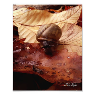 Snail on a Mission Photo Print