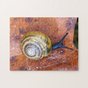 Snail on Leaf Puzzle