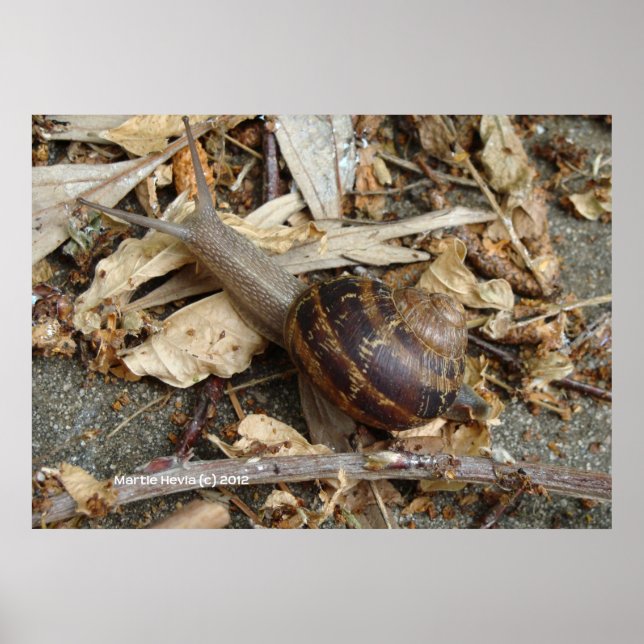 Snail on the Run Poster (Front)