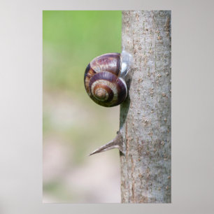 Snail on tree poster