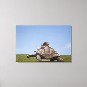 Snail over a turtle canvas print