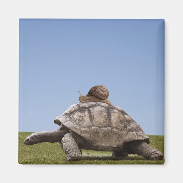 Snail over a turtle magnet (Front)