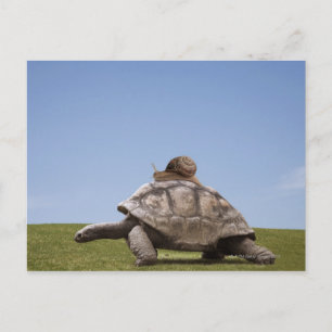 Snail over a turtle postcard