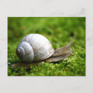 Snail Photo Postcard