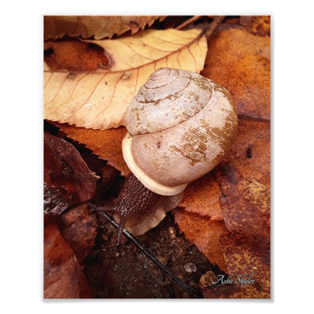 Snail Photo Print (Front)