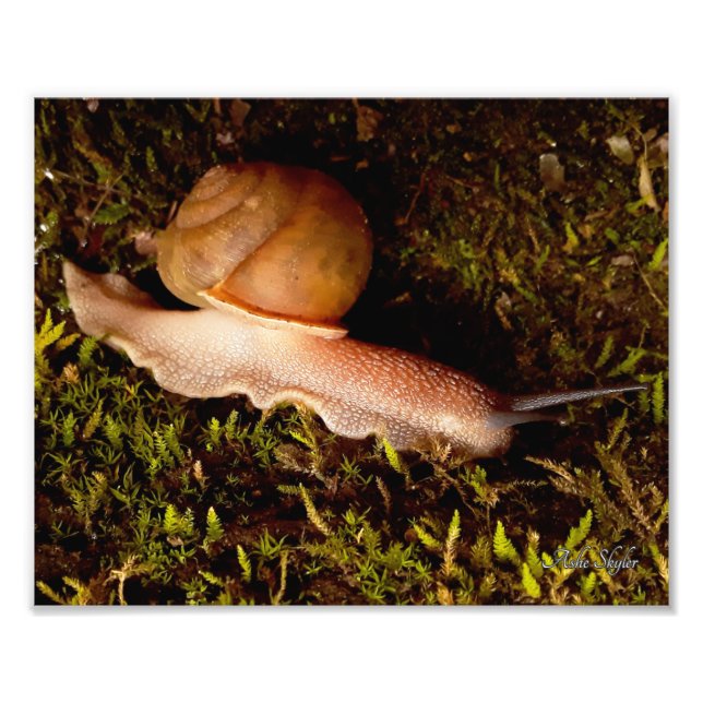 Snail Photo Print (Front)