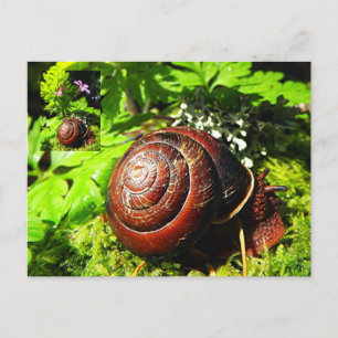 Snail Postcard