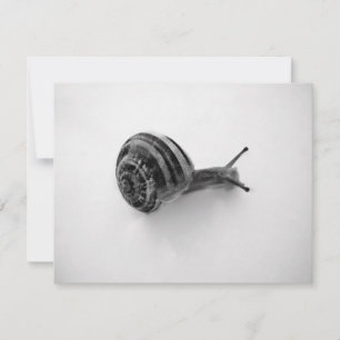 Snail Postcard