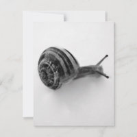Snail Postcard