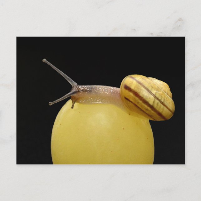 Snail postcard (Front)