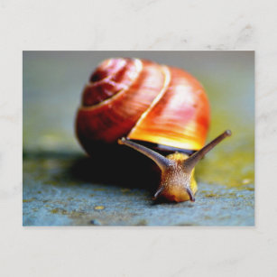 Snail Postcard