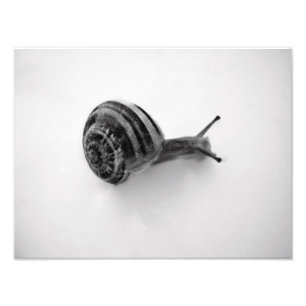 Snail Postcard Photo Print