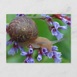 Snail Postcard Picture