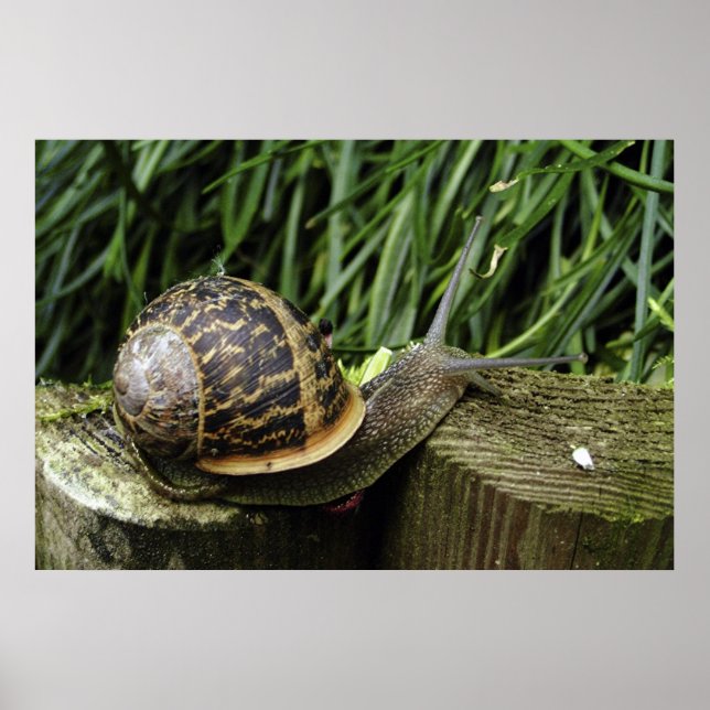 Snail Poster (Front)
