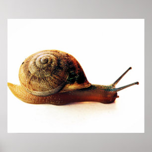 snail poster