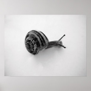 Snail Poster