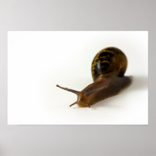 Snail Poster