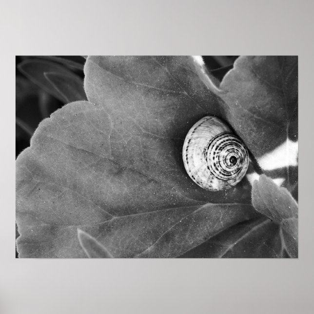 Snail Poster (Front)