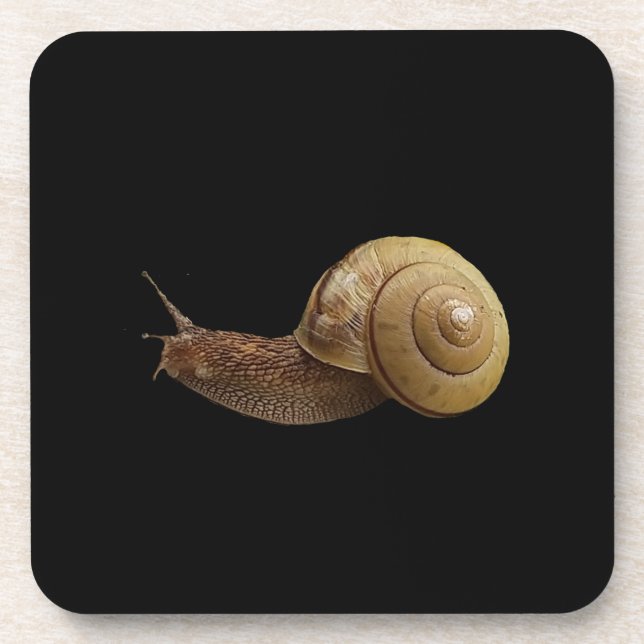 snail real photograph coaster (Front)