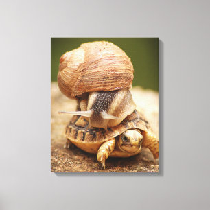 Snail Riding Baby Tortoise Canvas Print