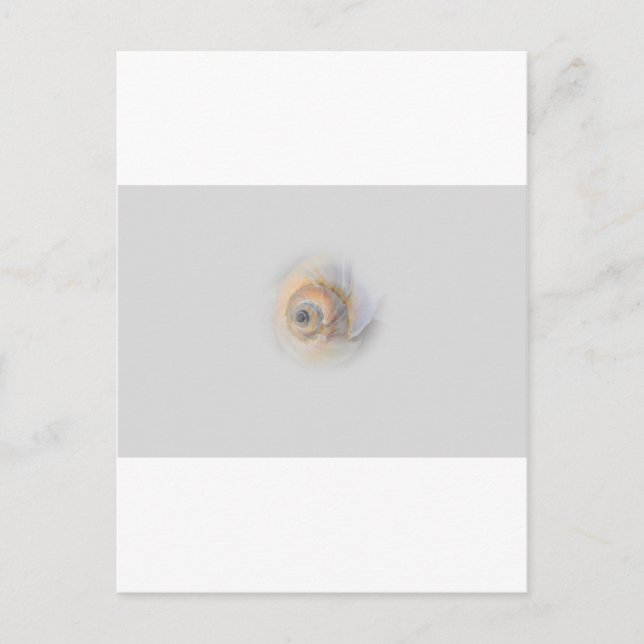snail Schnecke Muschel Shell Postcard (Front)