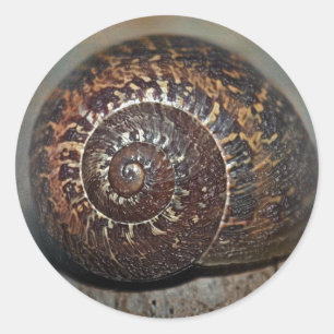 Snail Shell Classic Round Sticker