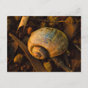 Snail Shell on Rocky Shore Sunset Postcard