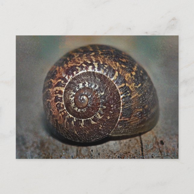 Snail Shell Postcard (Front)