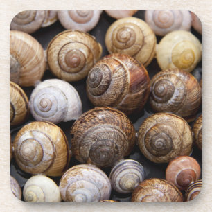 Snail Shells Coaster