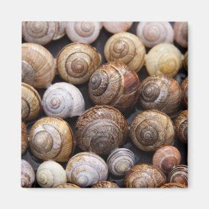 Snail Shells Magnet