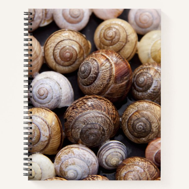Snail Shells Notebook (Front)