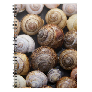 Snail Shells Notebook