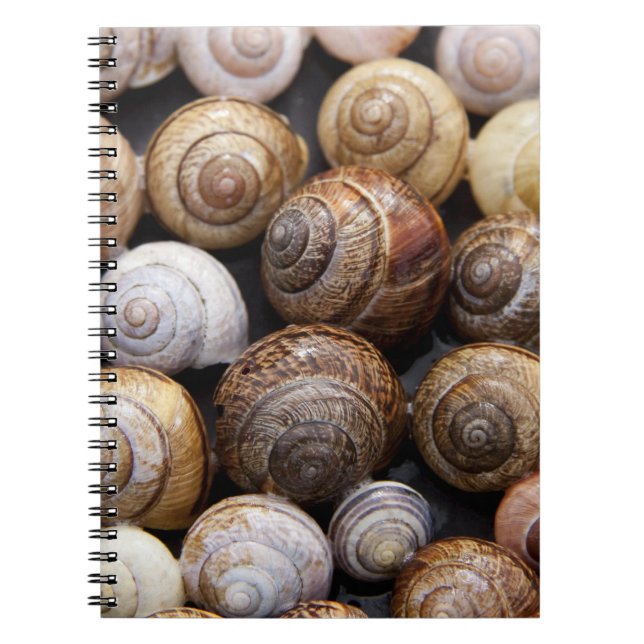 Snail Shells Notebook (Front)