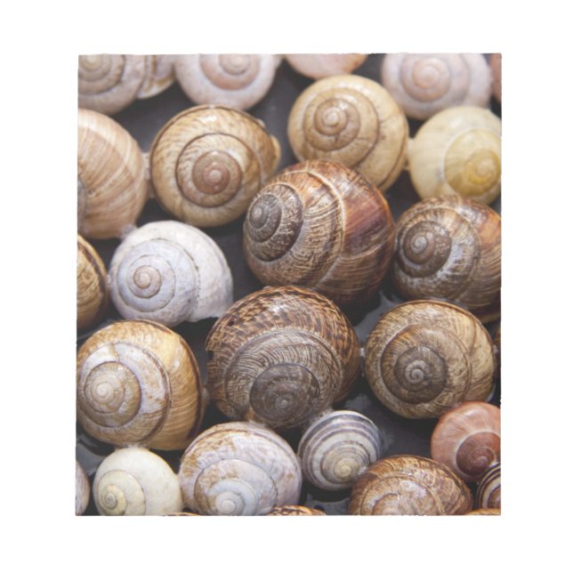 Snail Shells Notepad (Front)