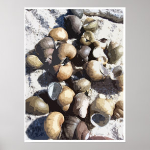 Snail Shells Outline Poster